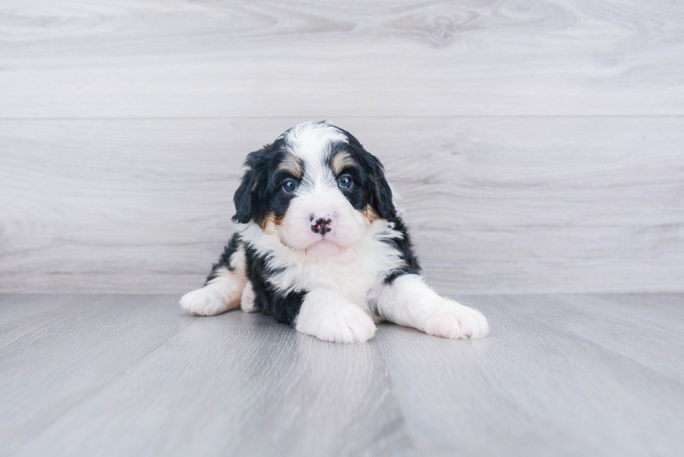 Small Mini Bernedoodle Baby