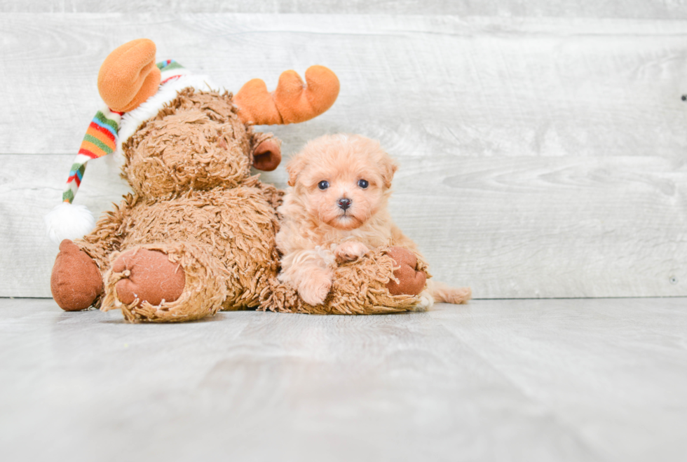 Best Maltipoo Baby