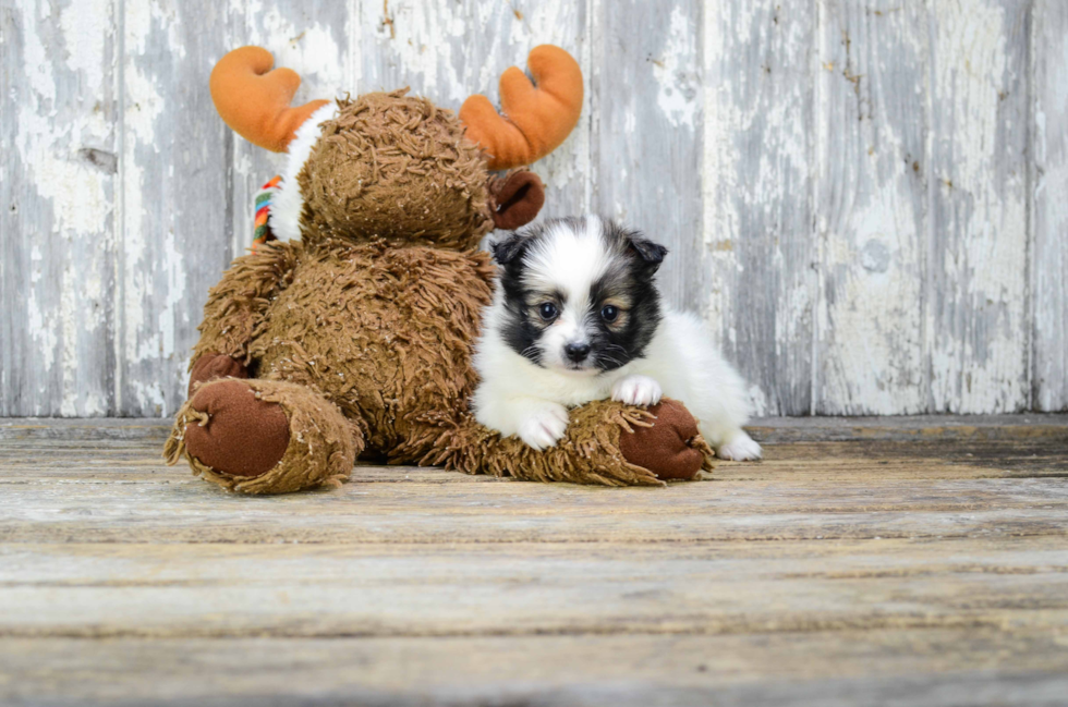 Popular Pomeranian Baby