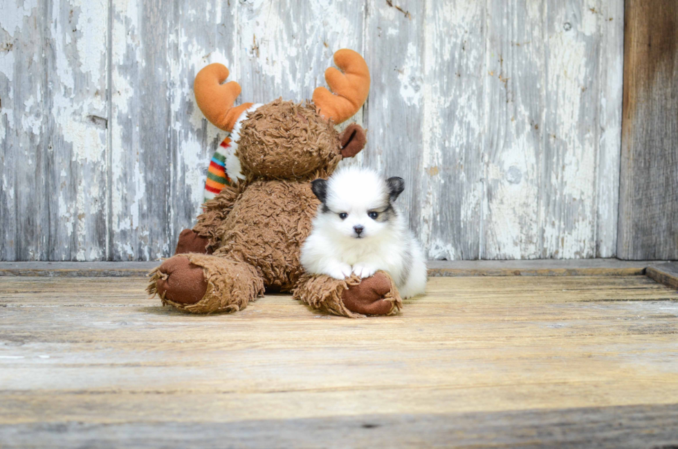 Pomeranian Puppy for Adoption