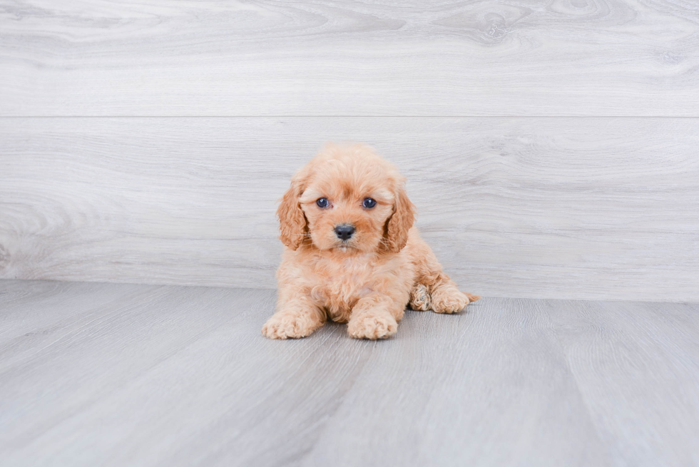 Cute Cavapoo Baby