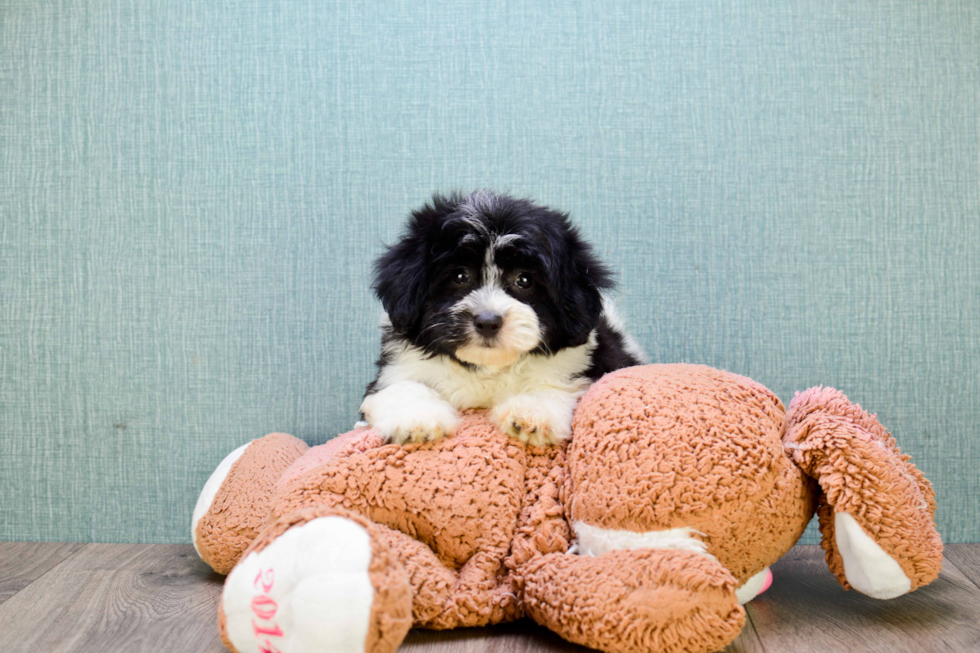 Petite Havanese Purebred Puppy