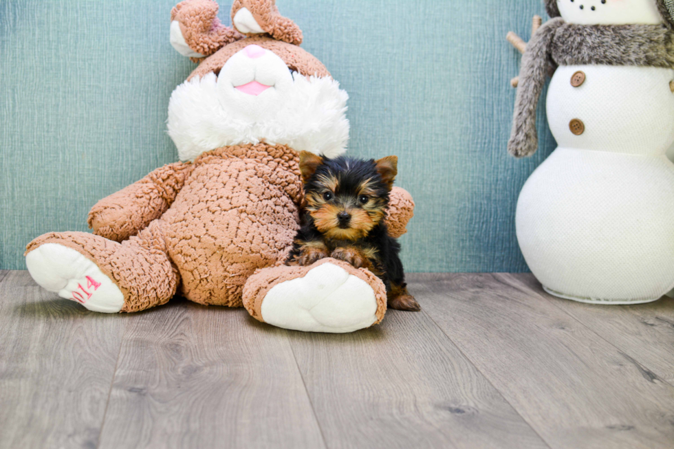 Meet Giselle - our Yorkshire Terrier Puppy Photo 