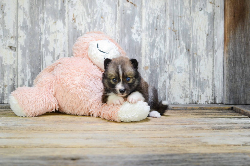 Pomsky Puppy for Adoption