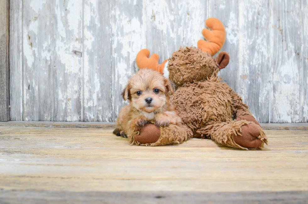 Morkie Puppy for Adoption