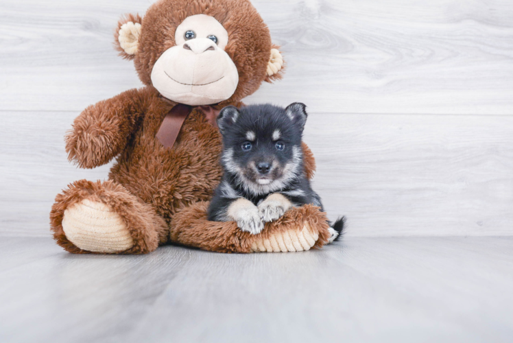 Funny Pomsky Designer Pup