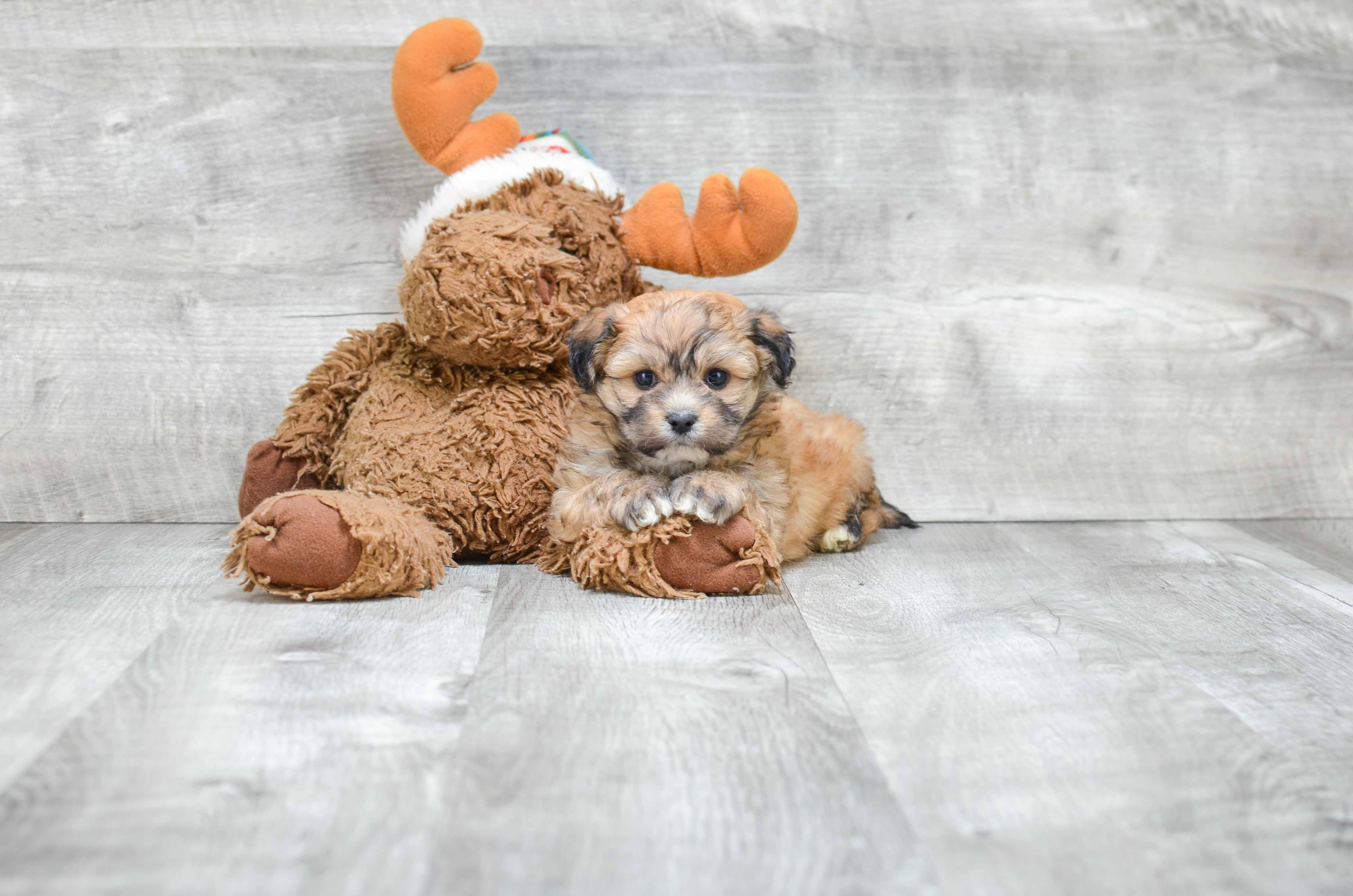 Teddy Bear Pup Being Cute