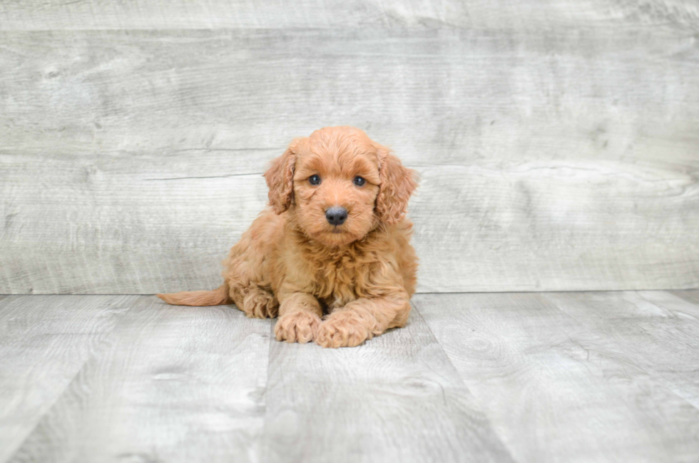Funny Mini Goldendoodle Poodle Mix Pup