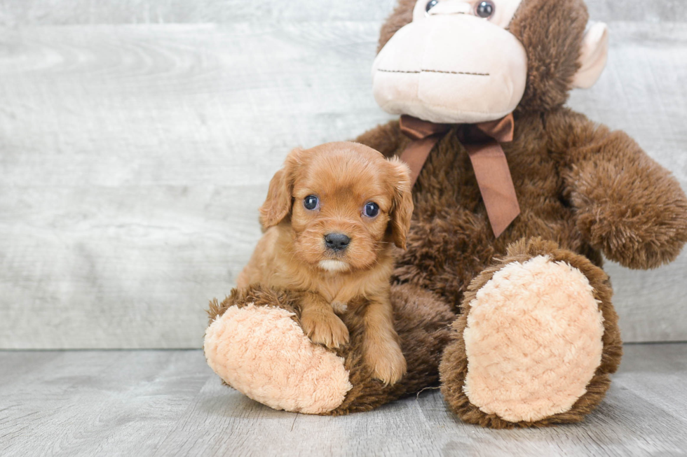 Cavalier King Charles Spaniel Puppy for Adoption