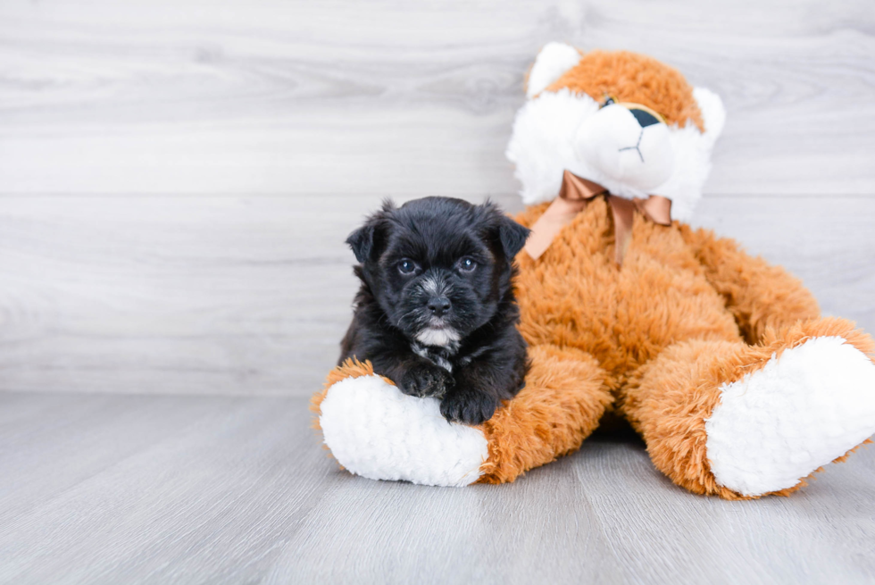 Morkie Puppy for Adoption