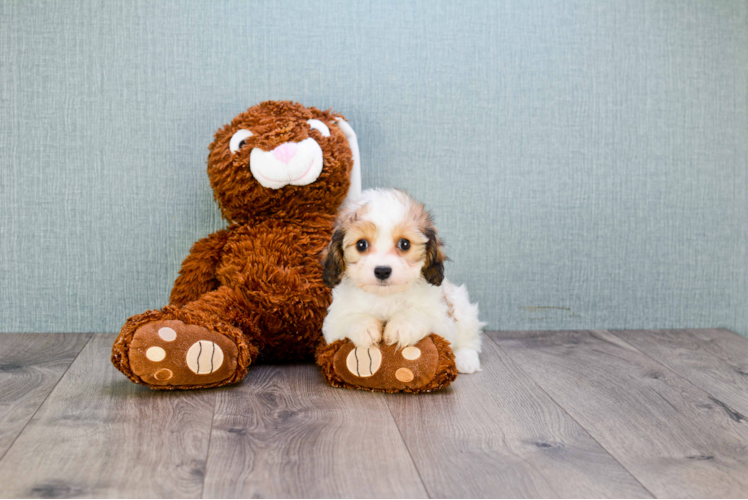 Cavachon Puppy for Adoption