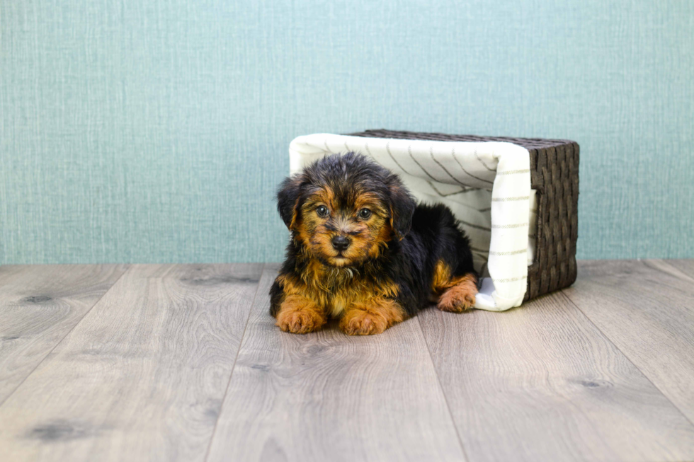 Fluffy Yorkie Poo Poodle Mix Pup