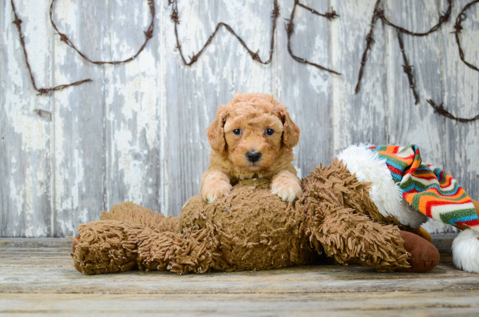 Poodle Pup Being Cute