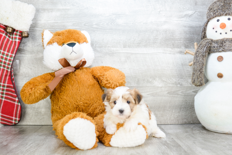 Energetic Yorkie Designer Puppy