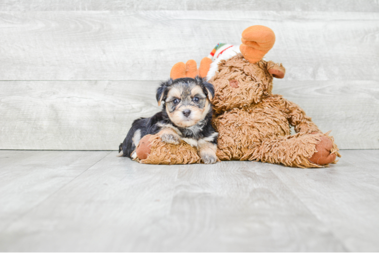 Happy Morkie Baby