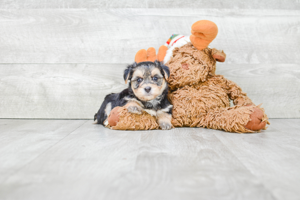 Happy Morkie Baby