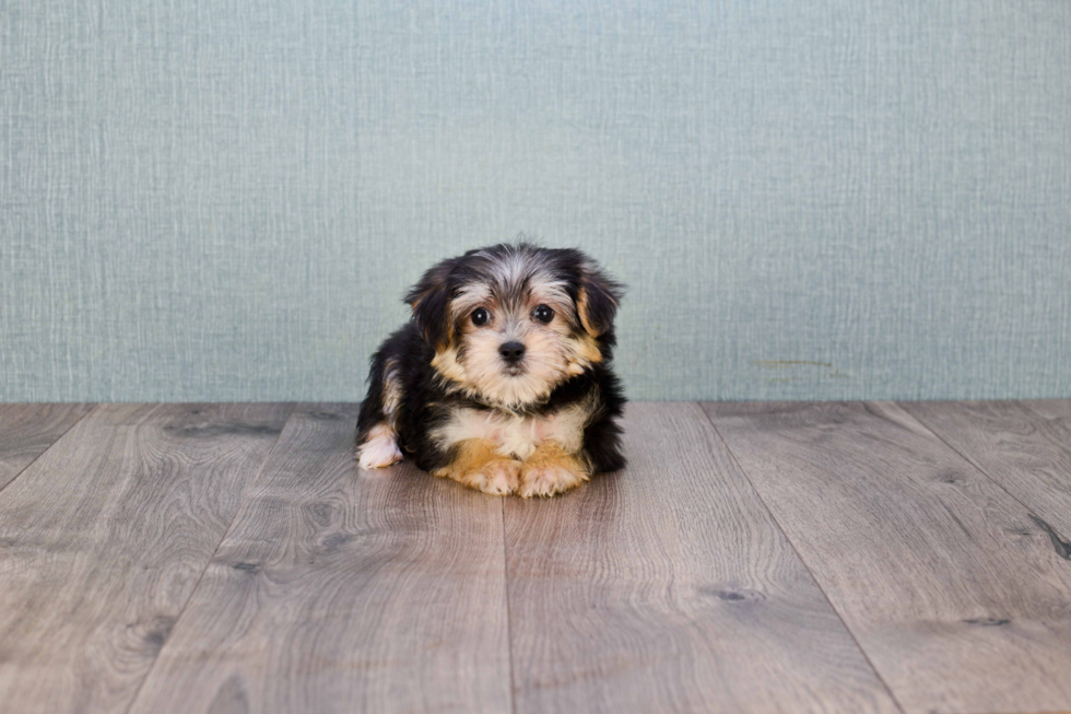 Small Morkie Baby