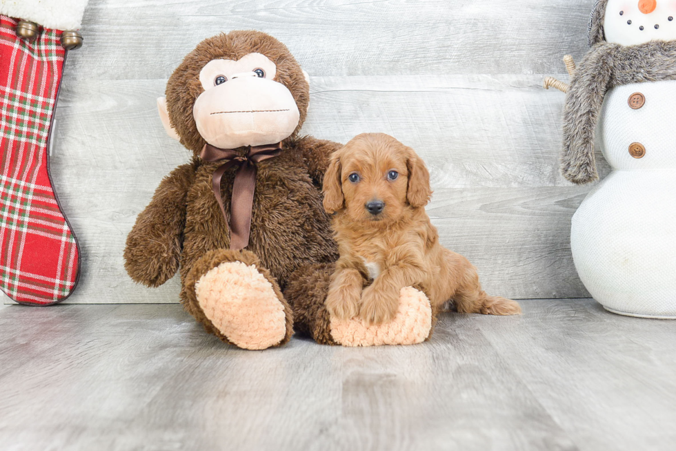 Fluffy Mini Goldendoodle Poodle Mix Pup