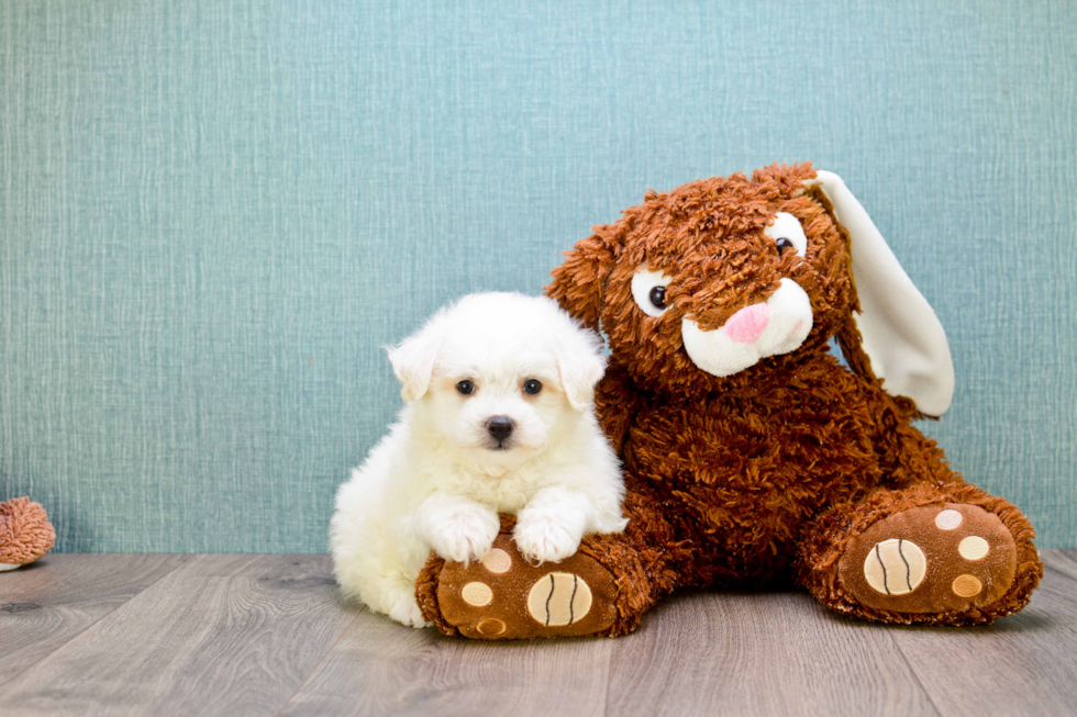 Maltipoo Puppy for Adoption