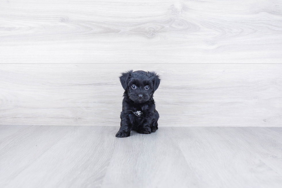 Friendly Morkie Baby