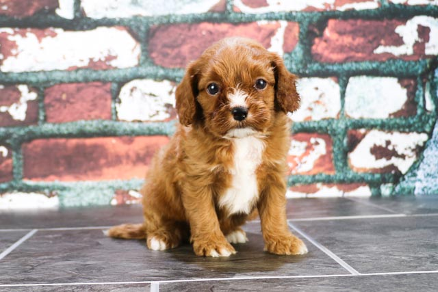 Funny Cavapoo Poodle Mix Pup