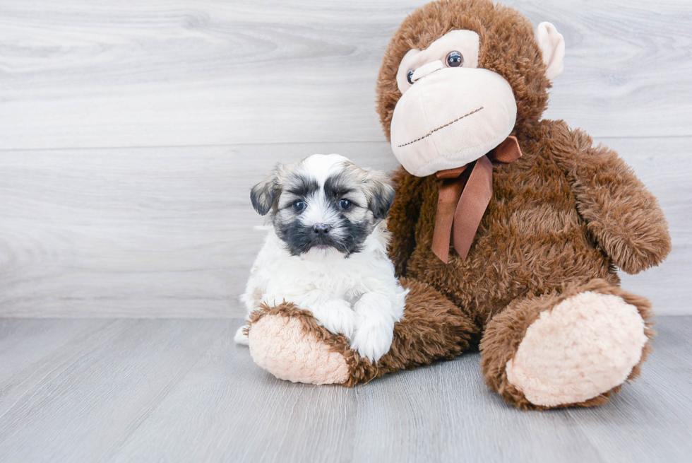 Best Teddy Bear Baby