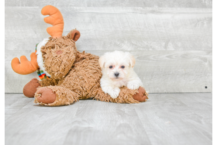 Morkie Puppy for Adoption