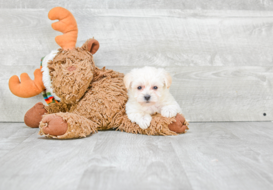 Morkie Puppy for Adoption