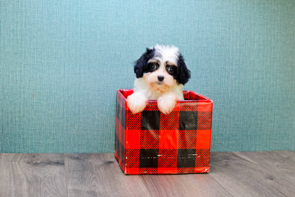 Cavachon Pup Being Cute