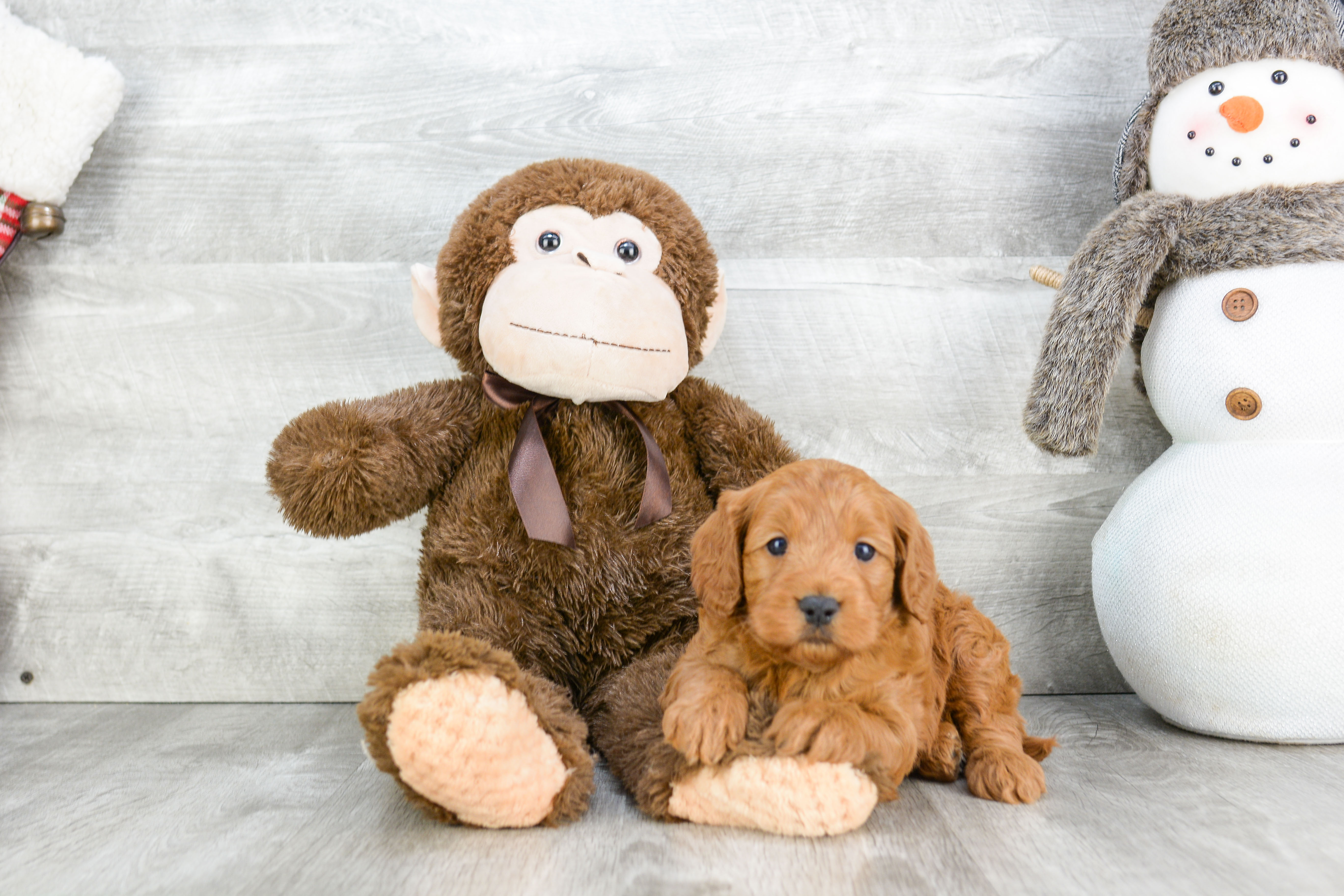 Funny Cockapoo Poodle Mix Pup