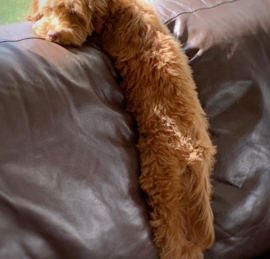 Labrapoo Puppies For Sale - Premier Pups