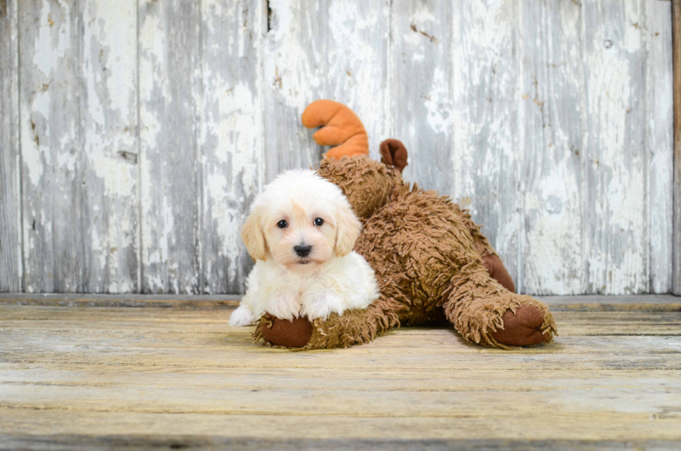 Sweet Maltipoo Baby