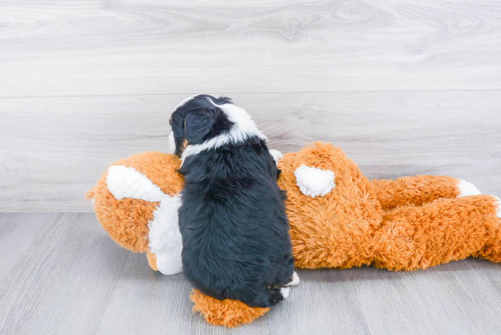Mini Bernedoodle Pup Being Cute