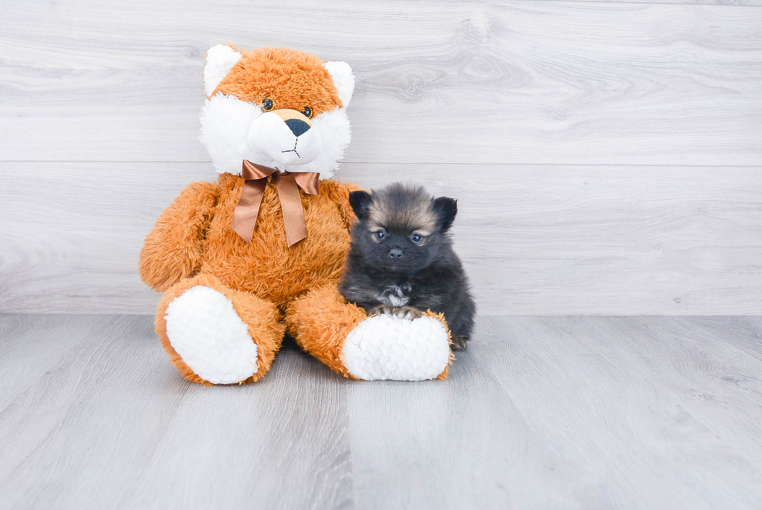 Little Pomeranian Baby