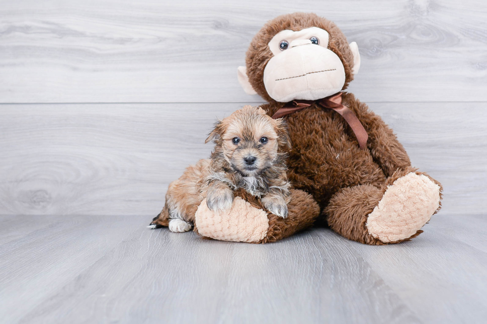 Morkie Pup Being Cute
