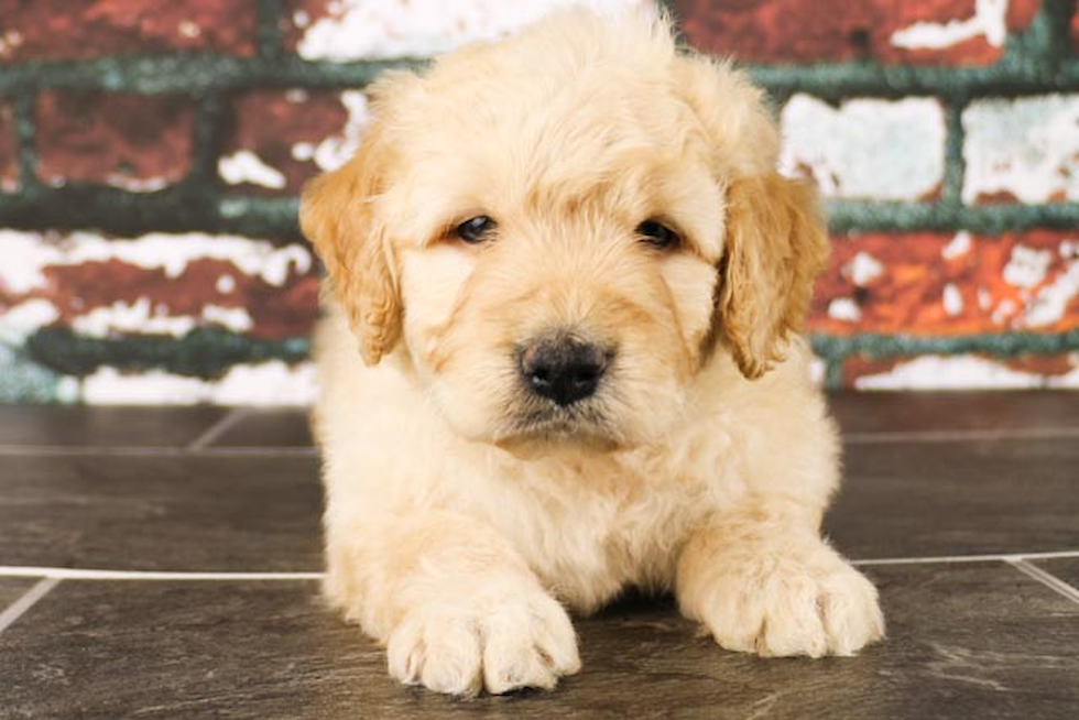 Hypoallergenic Golden Retriever Poodle Mix Puppy