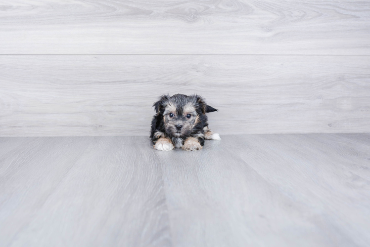 Funny Morkie Designer Pup