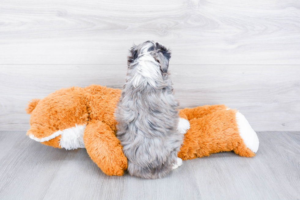 Mini Aussiedoodle Pup Being Cute
