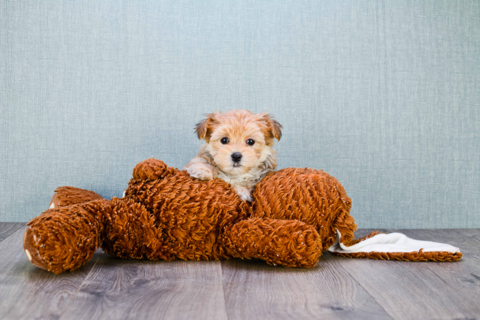 Best Morkie Baby
