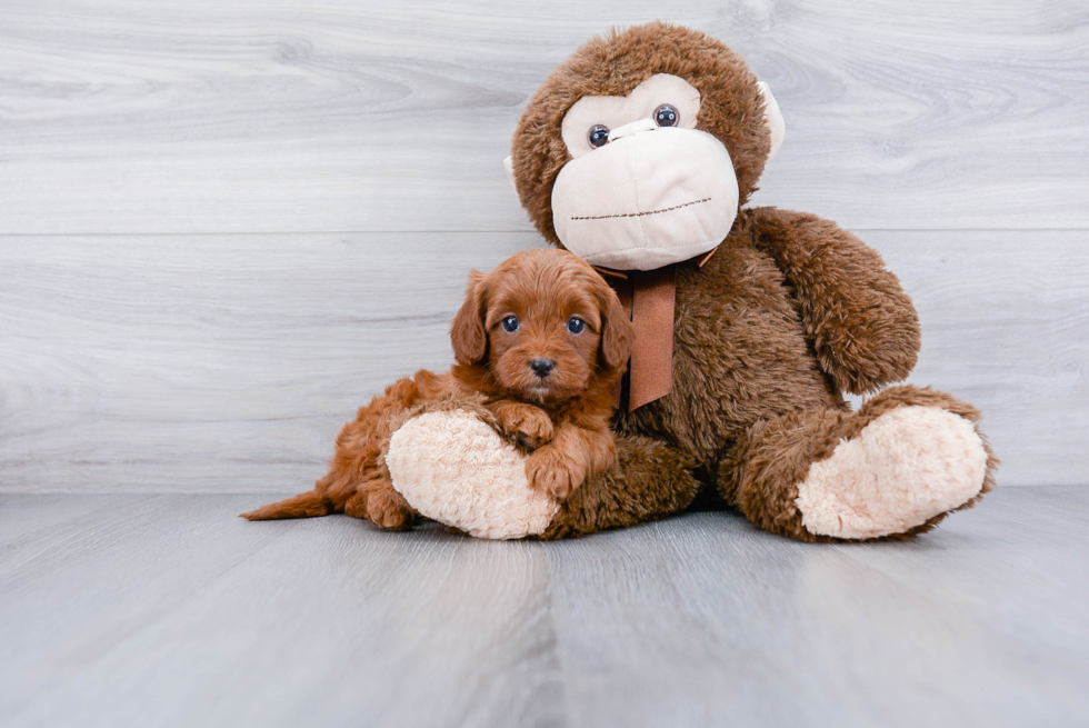 Best Cavapoo Baby
