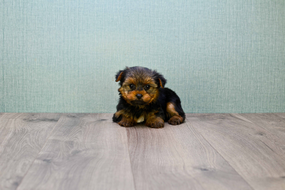 Meet Heidi - our Yorkshire Terrier Puppy Photo 