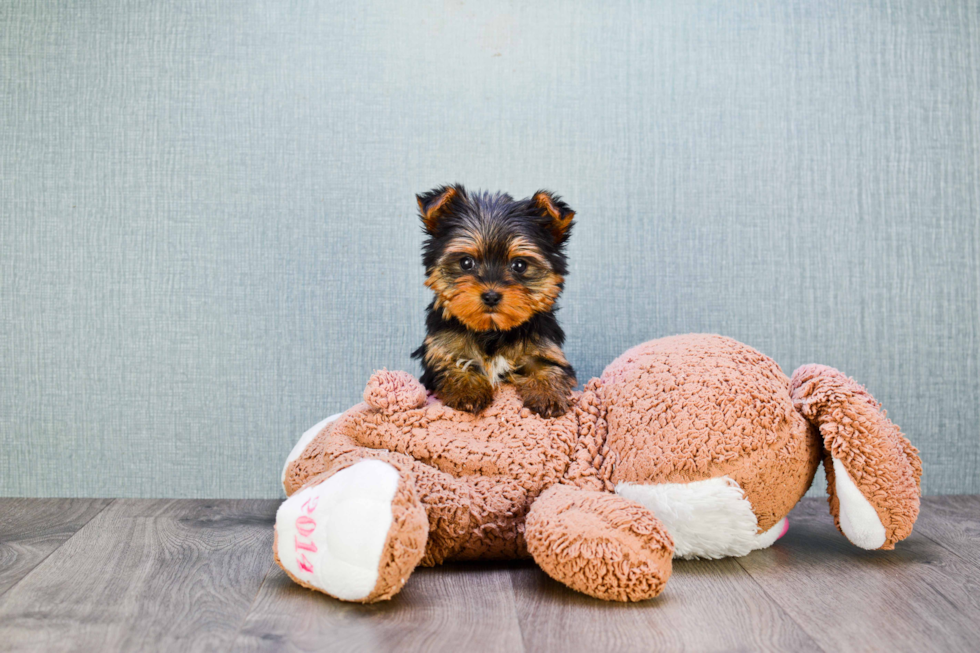 Meet Twinkle - our Yorkshire Terrier Puppy Photo 