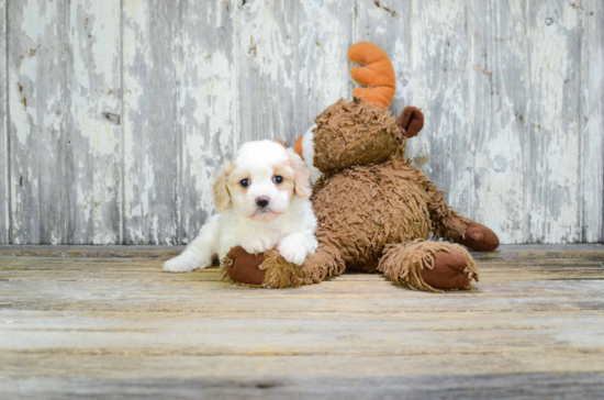 Popular Cavachon Designer Pup
