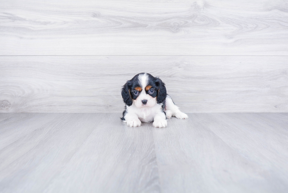 Cavalier King Charles Spaniel Puppy for Adoption