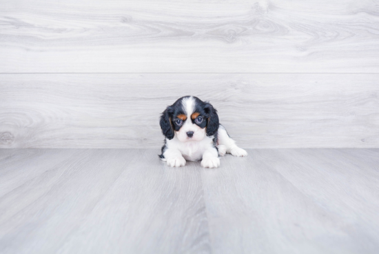 Cavalier King Charles Spaniel Puppy for Adoption
