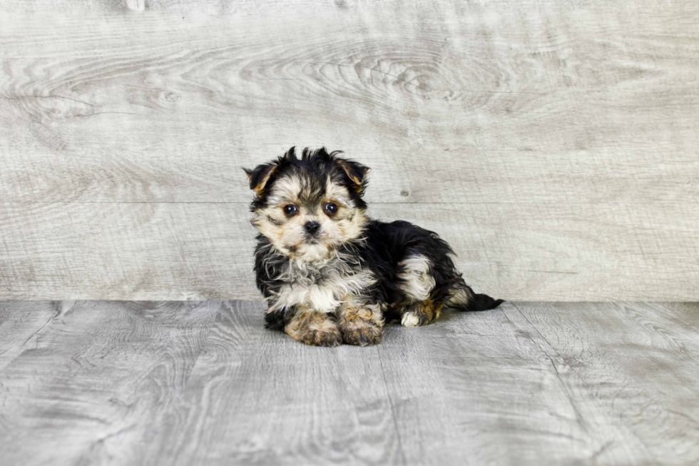 Morkie Pup Being Cute