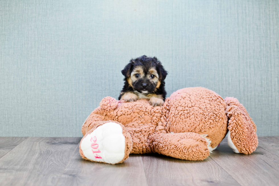 Fluffy Morkie Designer Pup