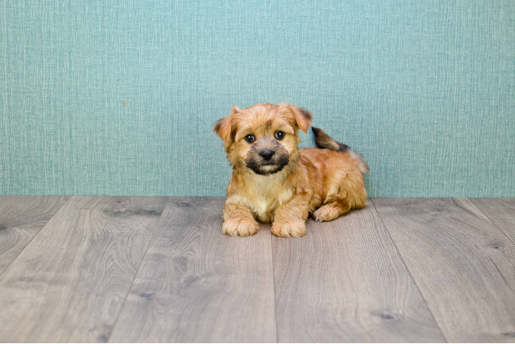 Small Morkie Baby