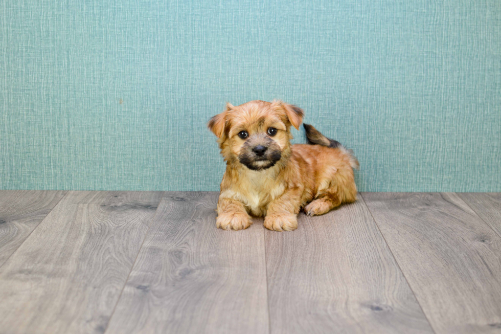 Small Morkie Baby