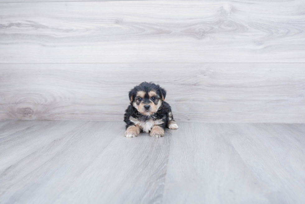 Adorable Yorkie Designer Puppy